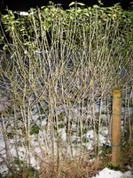 IMG_2157.webp