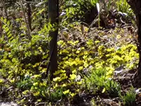 WinterlingeimGarten.webp