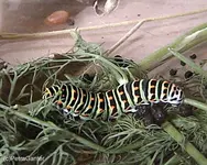 schwalbenschwanzraupe2.webp