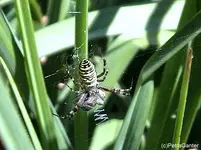 gawespenspinne.webp