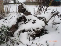 CIMG0338.webp