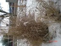CIMG0335.webp