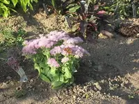 Schrebergarten 6.webp