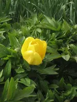 Pfingst Tulpe 2008.webp