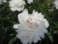 Pfingstrose.webp