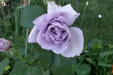 als rote Kletterrose gekauft.webp