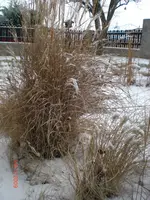 CIMG0335.webp