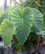 PICT1359.webp