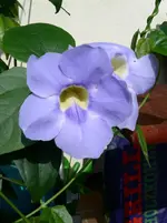 PICT0016.webp