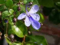 PICT0035.webp