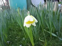 50. 001.webp
