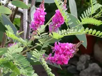 PICT0011.webp