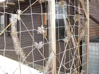 Garten Januar 2009 008.webp