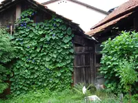 windenschopfen2.webp