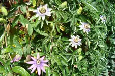 DSC00705.webp