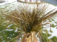 DSCF0257.webp