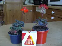 IMGP0094.webp