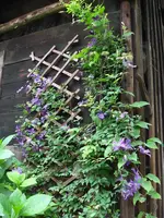clematis2.webp