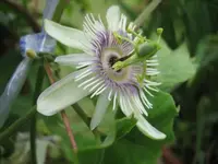 P. morifolia.webp