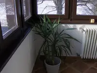 yucca 004.webp