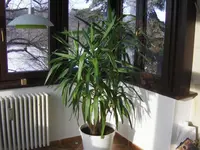 yucca 003.webp