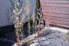 IMAG0230.webp