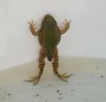 erster Jungfrosch2_kleiner.webp