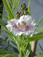 Blüte1.webp