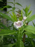 Blüte2.webp