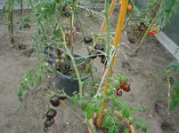 DSC02109.webp