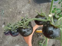 DSC02110.webp