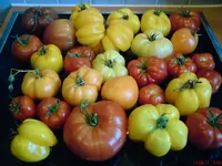 DSC01213.webp