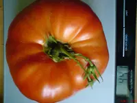 DSC01211.webp
