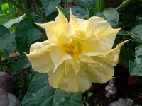 Datura.webp