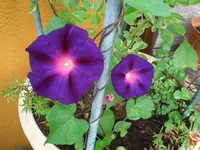 P-winde.webp