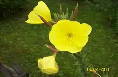 Blüte.webp