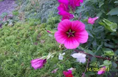 Blüte 1.webp