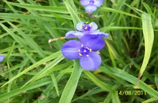 Blüte 2.webp