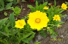 Blüte 3.webp