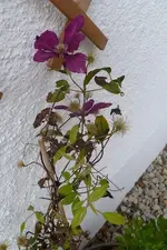 05-Clematis.webp