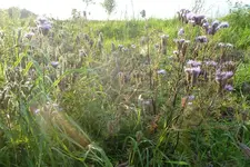 10-Phacelia.webp