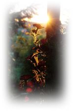 Sonnenaufgang (2).webp