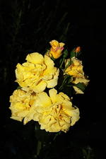 Lichtkönigin.webp
