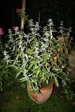 Bartblume.webp