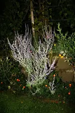 Rosenbegleiter.webp