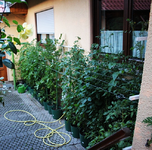 Tomatis.webp