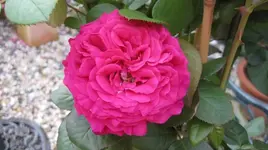 Chartreuse - IMG_0015.webp
