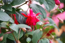 DSC_0113.webp