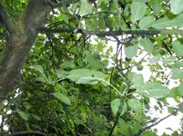 100_0027.webp