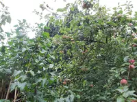 100_0024.webp